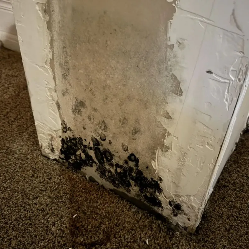 Professional Mold Removal in Rome, GA